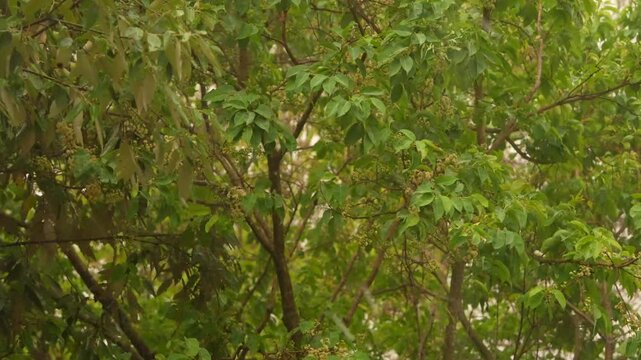 Hailstones Falling Through Dense Green Tree Canopy During Sudden Hailstorm in India