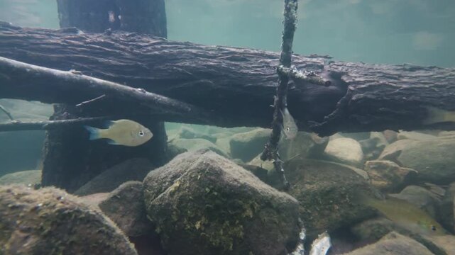 Underwater panning shot of bluegill sunfish swimming around sunken logs in a clear freshwater lake