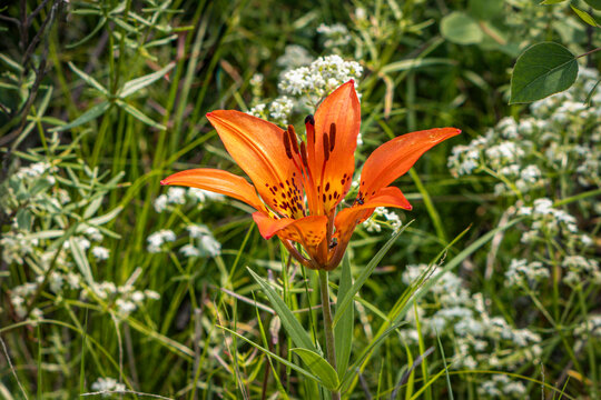 Wood Lily (Lilium philadephicum) Growing Among Bedstraw Flowers in the Native Woods in Saskatchewan, Canada