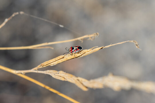Cabbage bug eurydema ventralis resting on dry plant stem