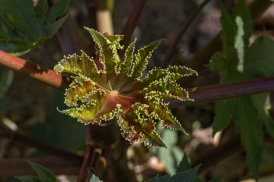Castor bean plant new growth unfolding leaf in macro