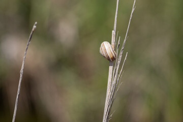 Snail shell resting on dry branch in nature © João Macedo