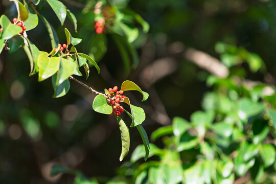 Bright Red Berries of Kurogane Holly Blooming with Lush Green Leaves in Autumn Sunlight