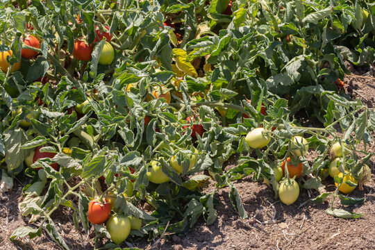 Ripe tomatoes growing on green farm plants