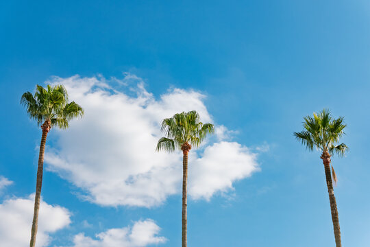 Three Palm Trees Standing Under Bright Blue Sky with White Fluffy Clouds in Sunny Summer