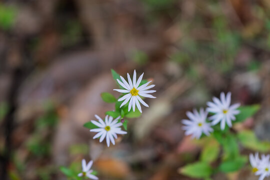 Small Wild Chrysanthemum Flowers Blooming in Autumn Woods with Soft Bokeh Background