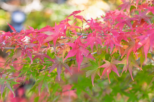Vibrant Red and Green Japanese Maple Leaves Glowing in Warm Autumn Sunlight with Soft Bokeh