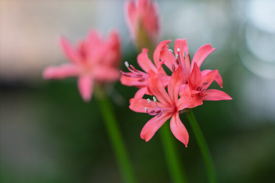 Vibrant Pink Nerine Diamond Lily Flowers Blooming in Autumn Garden with Soft Blurred Green Bokeh Background