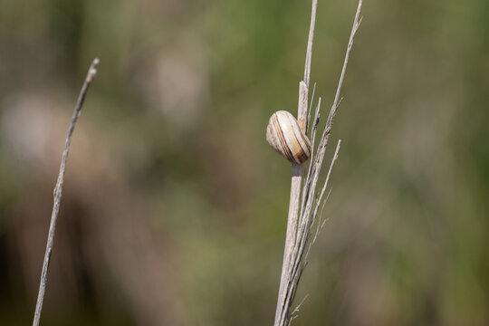 Snail shell resting on dry branch in nature