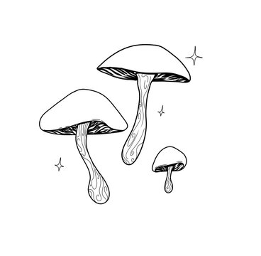 mushroom illustration on white background,  draing cartoon style 
