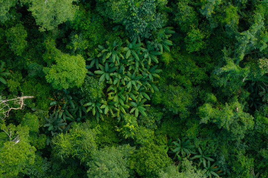 Aerial top down view of a lush green forest canopy.