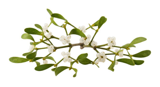 Fresh white mistletoe branch with green leaves and berries