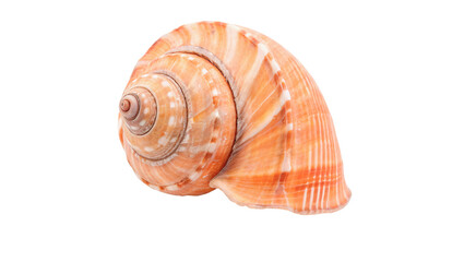 Spiral sea shell with warm orange and pink gradients isolated on transparent background © Raya Richards