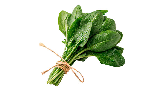 Fresh green spinach leaves tied together in a neat bunch isolated on transparent background