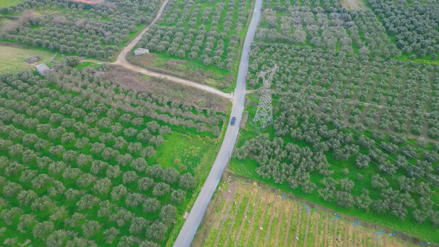 A car travels along a winding road surrounded by expansive olive fields in Crete, highlighting the rich green landscape of the Mediterranean region with neatly arranged rows of trees and farmland