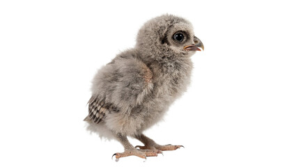 Fluffy little newborn owl chick standing and looking sideways isolated on transparent background © Raya Richards