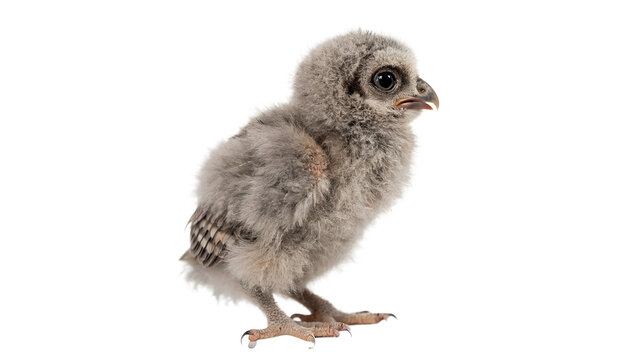 Fluffy little newborn owl chick standing and looking sideways isolated on transparent background