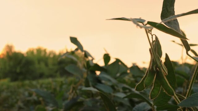 Leaves on plants move gently in the wind as the sun sets over a green field. The sky shows colors of the evening, creating a simple view of nature at dusk