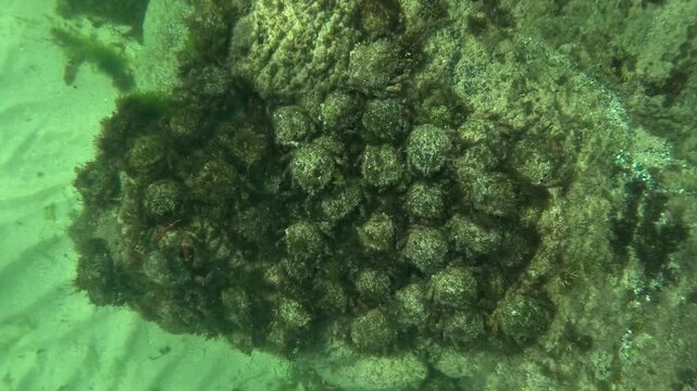 A large aggregation of algae-covered Atlantic spider crabs - Maja brachydactyla - densely covers a rock during the vulnerable summer molting period.