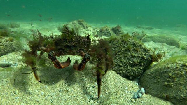 An algae-covered Atlantic spider crab - Maja brachydactyla - walks across sand toward the camera, ending in a detailed frontal close-up.