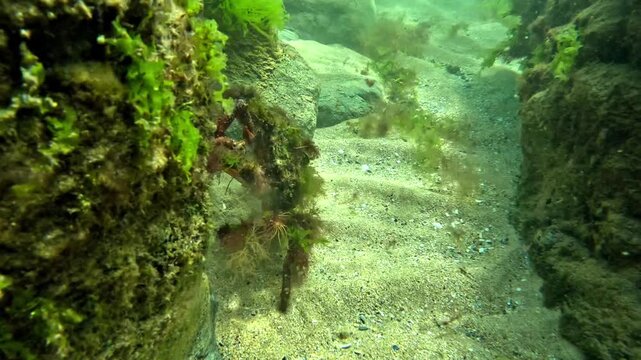 An algae-covered Atlantic spider crab - Maja brachydactyla - climbs onto a granite rock before the camera moves in for a close-up.