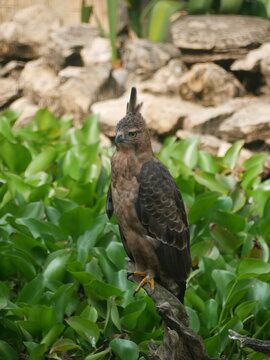 Close-up of a Javan hawk-eagle perched on a wooden branch, attentively observing the grass while searching for potential prey