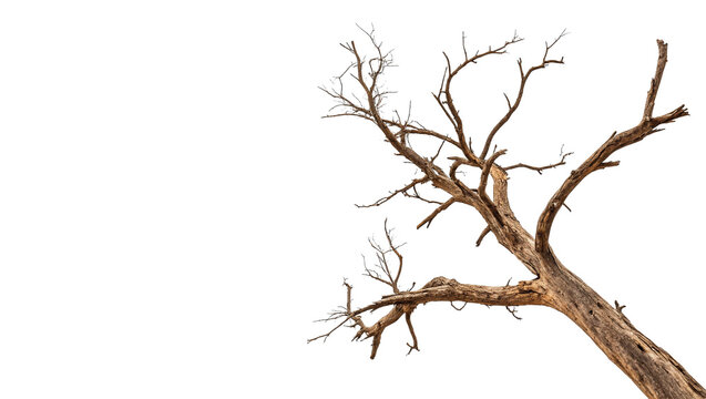 Dry bare wooden tree branch without leaves showing natural texture isolated on transparent background