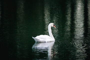 White Mute Swan on Dark Water – Dramatic High Contrast Wildlife Photography © Kira G.