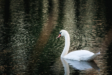 High Contrast White Swan on Dark Black Water – Black and White Aesthetic © Kira G.