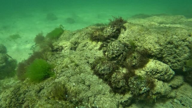 An overhead camera approaches six algae-covered Atlantic spider crabs - Maja brachydactyla - resting on a granite rock and resembling clumps of seaweed.