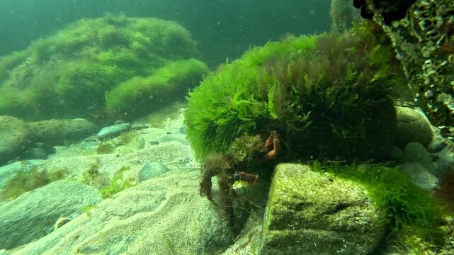 An algae-covered Atlantic spider crab - Maja brachydactyla - walks across the sandy seabed and reaches a rock at Belle-&Icirc;le-en-Mer, France.