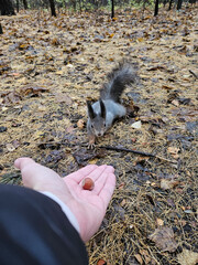 Naklejka premium Squirrel eats nut from human hand in forest. Autumn leaves cover damp ground. Hand offers single nut to curious animal. Animal sniffs and nibbles gently. Natural light filters through tree canopy
