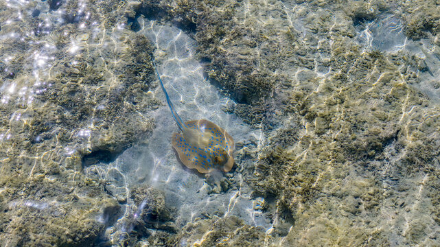 Vibrant Blue Spotted Stingray glides gracefully over rocky, sun-dappled shallow seabed of clear tropical ocean, showcasing stunning natural patterns and aquatic beauty