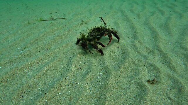 An algae-covered Atlantic spider crab - Maja brachydactyla - crosses the open sandy seabed and approaches a nearby rock in coastal Brittany.