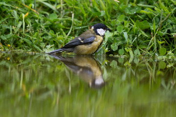 Mésange charbonnière, © JAG IMAGES