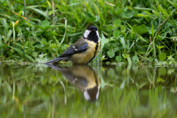 Mésange charbonnière, © JAG IMAGES