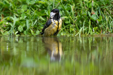 Mésange charbonnière, © JAG IMAGES