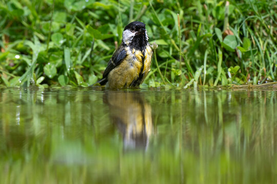 M&eacute;sange charbonni&egrave;re,