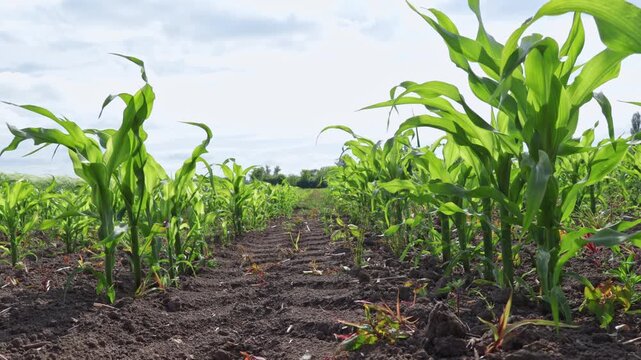 Farmers are planting corn in rows on the field. It is summer and the plants are green and tall. The sky is clear and the sun is shining on the crops. A typical day on the farm