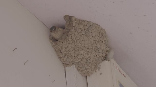 Eastern Red-Rumped Swallow Building Nest, S-Log3 Close-Up