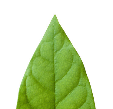 Macro Close-Up of Vibrant Green Leaf Tip