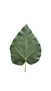 Underside view of a single Paulownia leaf, commonly known as the Princess Tree or Empress Tree isolated on white background for design works