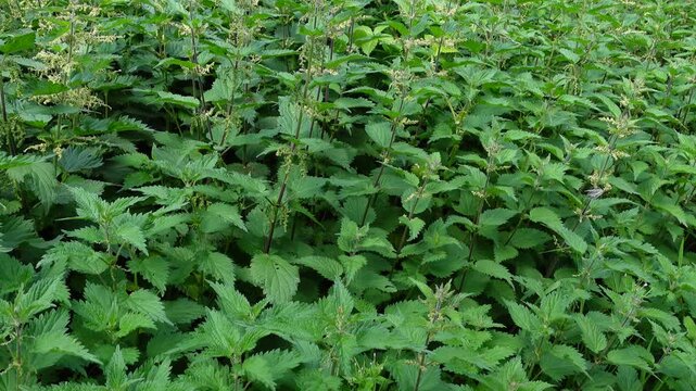 Dense thicket of common nettle plants with green leaves moving in the breeze