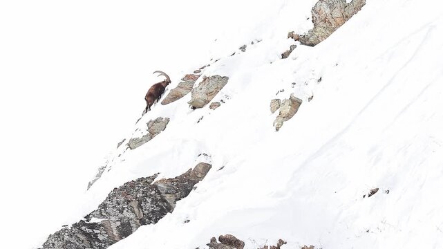 Alpine ibex male on snow in the wild Alps (Capra ibex)