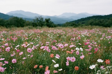 Fototapeta premium The Cosmos Flower Field in Full Bloom with Misty Mountains Beyond
