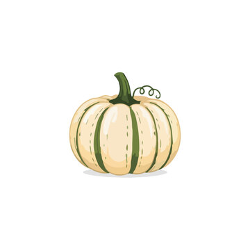 Elegant White Pumpkin Cartoon Vector Illustration with Green Stem