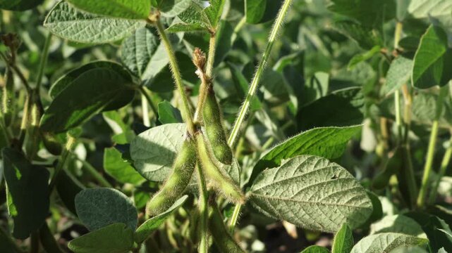 This shows soybean plants in a field during daytime. The plants have green leaves and small pods. The scene captures the growth of the soybeans in a natural setting
