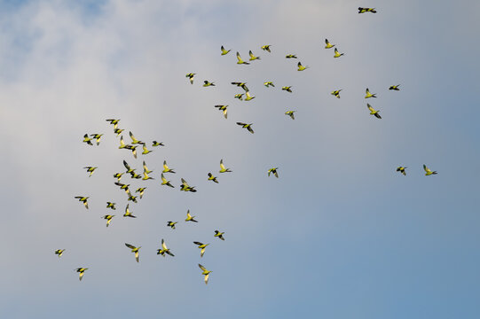 Flock of white-winged Parakeet in flight.  Bird flock in flight