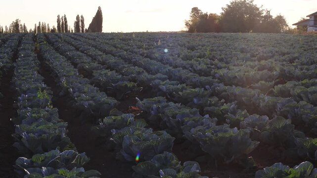 Rows of cabbage plants grow in a field under the morning light. A house stands in the background. The sun shines softly on the plants as day begins