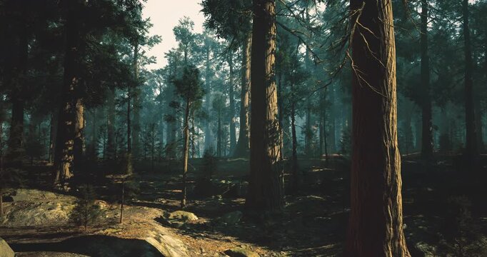 sunrise forest corridor with long shadows, tall pines and misty background, subtle light revealing undergrowth and habitats ideal for conservation survey